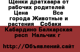 Щенки дратхаара от рабочих родителей › Цена ­ 22 000 - Все города Животные и растения » Собаки   . Кабардино-Балкарская респ.,Нальчик г.